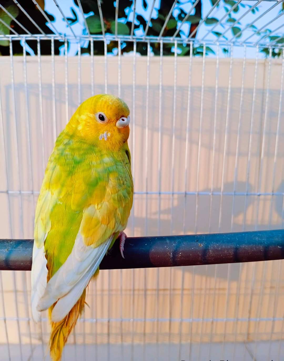 Budgerigar