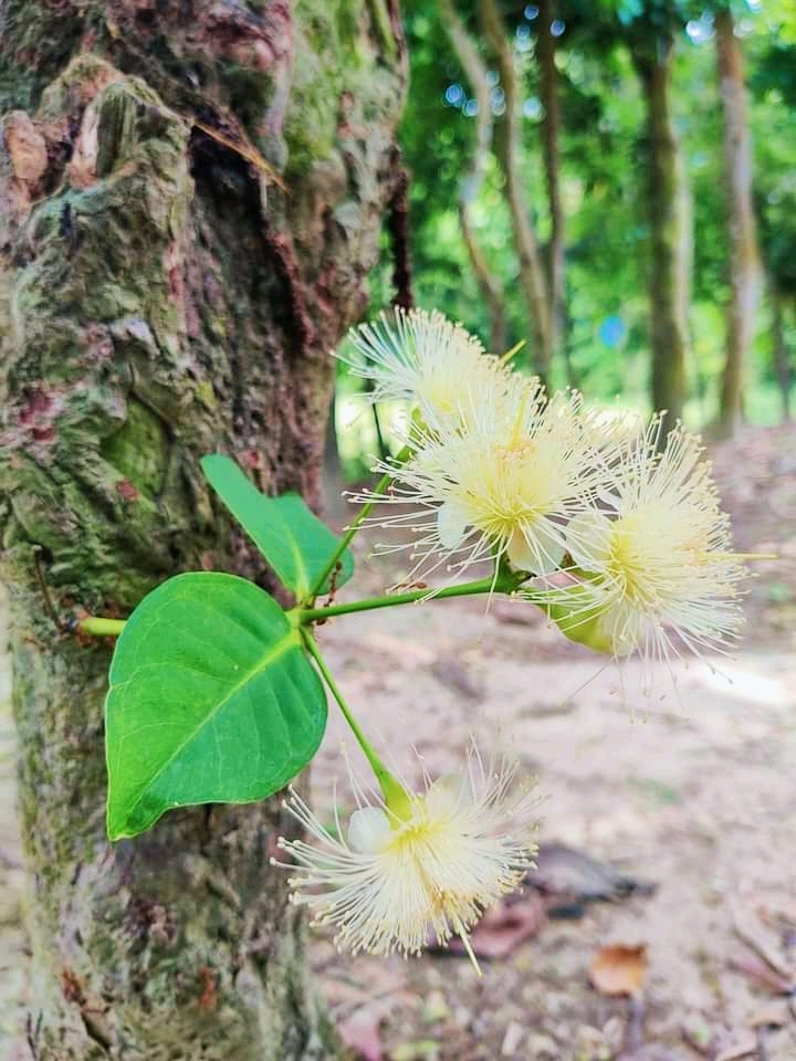 পুষ্পবিলাস