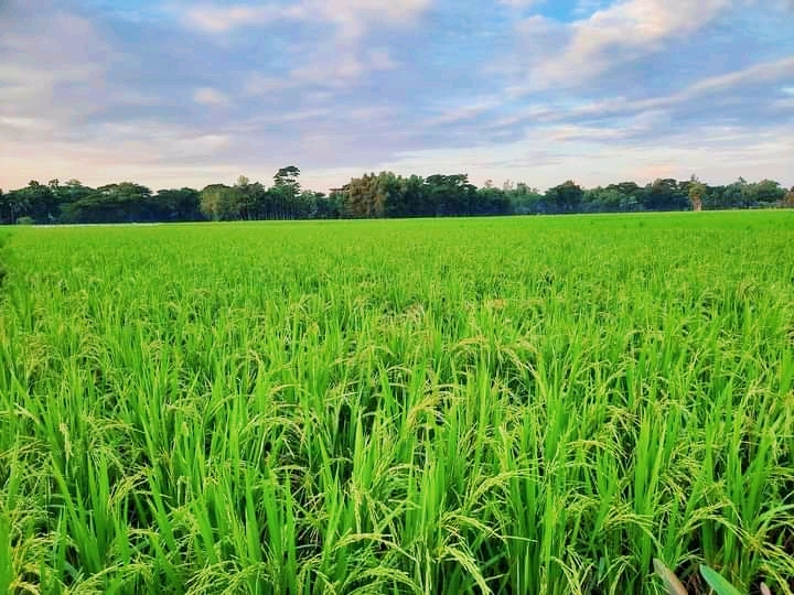 পাকা ধানের উৎসব