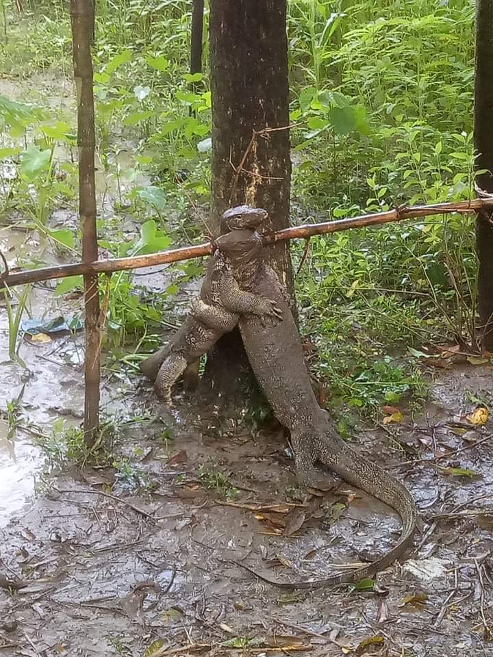 প্রকৃতির মধ্যে প্রাণীর অপরূপ ভালোবাসা