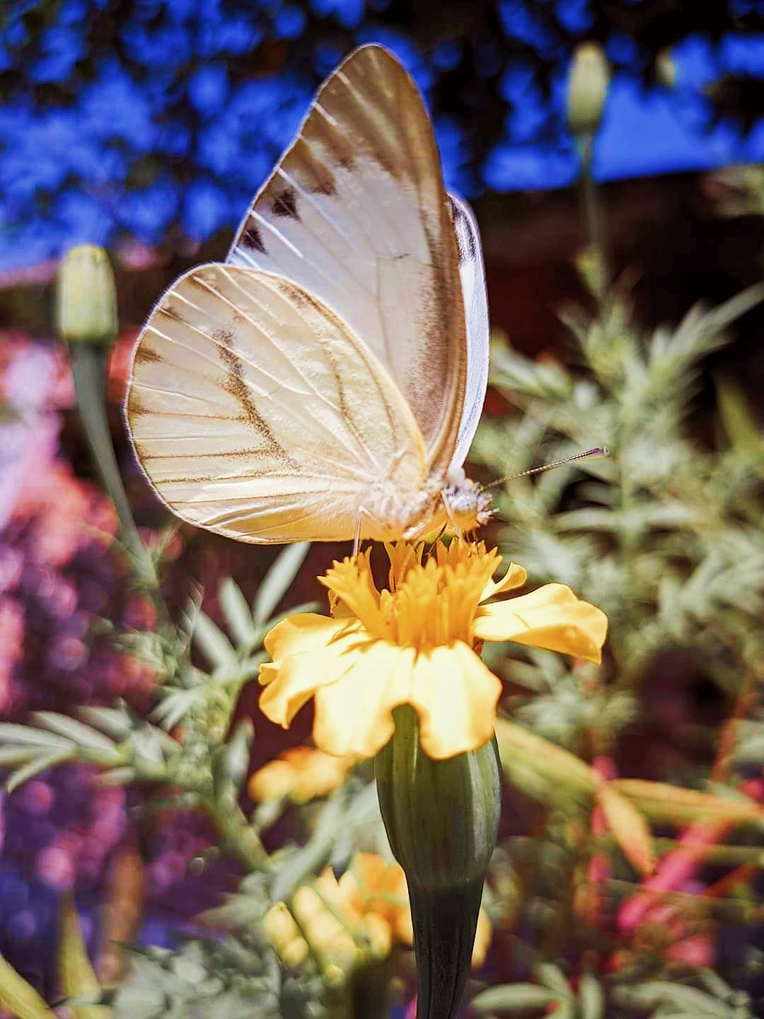 আহরিত আরোহন