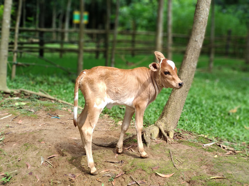 প্রকৃতির এক সুন্দর প্রাণীর নিদর্শন