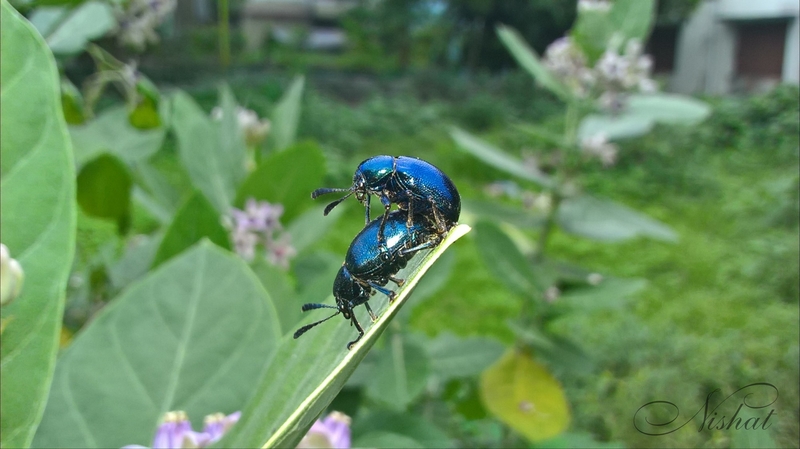 প্রকৃতির প্রেম