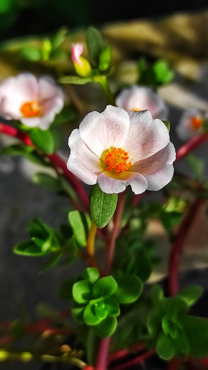 প্রকৃতির মাঝে বাংলাদেশ