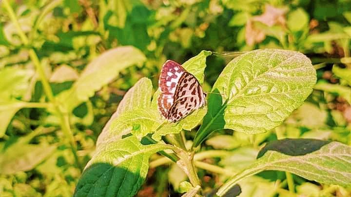 ফুলে ফুলে ঢলে ঢলে