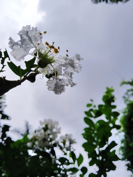 মেঘাভিমুখে বৃষ্টিস্নাত ফুরুস