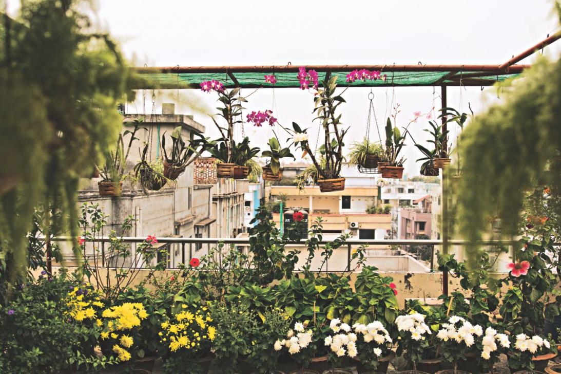 Extensive Green Roof Gardening