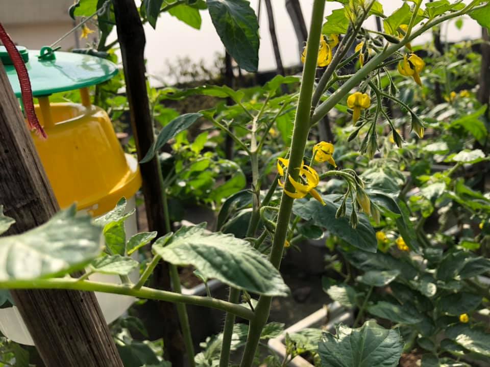 Producing Fresh Vegetables on the Rooftop