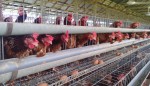 Al-Madina Poultry Feed