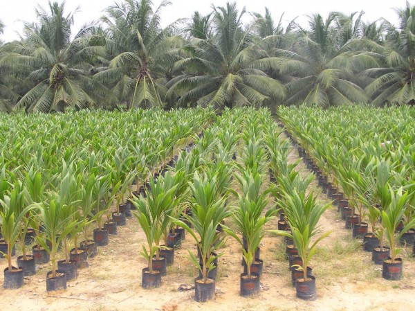 Aromatic Dwarf Coconut Seedling Supplier