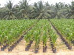 Aromatic Dwarf Coconut...