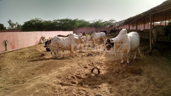 Babu Khan Cattle Farm