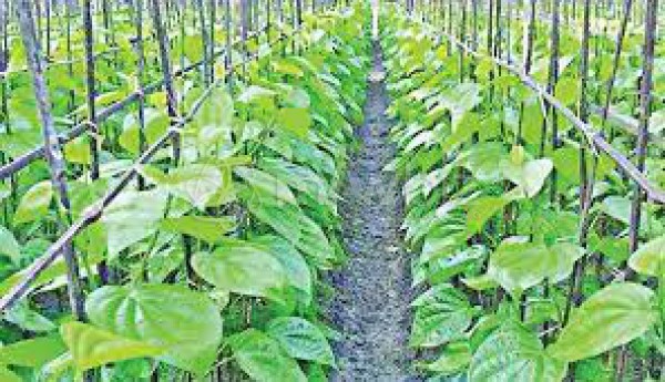 Bangladesh Betel Leaves Exporter Association