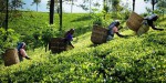 Deundi Tea Company Limited