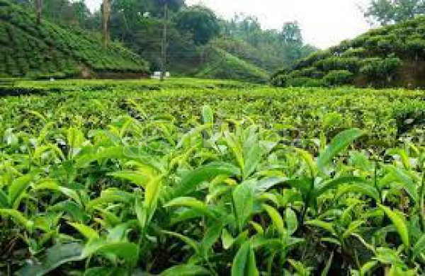 Dilkusha tea estate factory