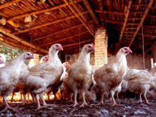 Jui Poultry Farm