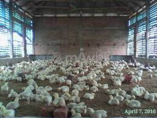 Maa Poultry Firm & Chicken Sales Center