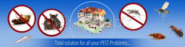 White Window Limited(Pest Control)